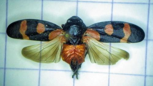 Cercopis sanguinolenta